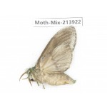 Moths sp. China, Yunnan, Zhaotong area, Yiliang county. 1Pcs. Moth-Mix-213922.