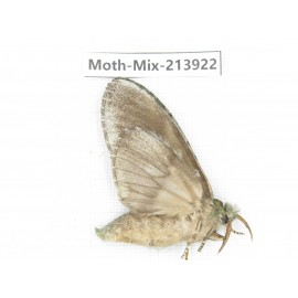 Moths sp. China, Yunnan, Zhaotong area, Yiliang county. 1Pcs. Moth-Mix-213922.