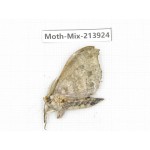 Moths sp. China, Yunnan, Zhaotong area, Yiliang county. 1Pcs. Moth-Mix-213924.
