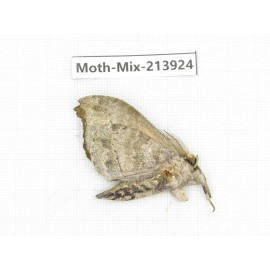 Moths sp. China, Yunnan, Zhaotong area, Yiliang county. 1Pcs. Moth-Mix-213924.