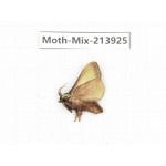 Moths sp. China, Yunnan, Zhaotong area, Yiliang county. 1Pcs. Moth-Mix-213925.