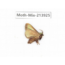 Moths sp. China, Yunnan, Zhaotong area, Yiliang county. 1Pcs. Moth-Mix-213925.
