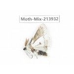 Moths sp. China, Yunnan, Zhaotong area, Yiliang county. 1Pcs. Moth-Mix-213932.
