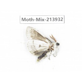 Moths sp. China, Yunnan, Zhaotong area, Yiliang county. 1Pcs. Moth-Mix-213932.