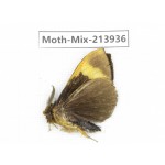 Moths sp. China, Yunnan, Zhaotong area, Yiliang county. 1Pcs. Moth-Mix-213936.
