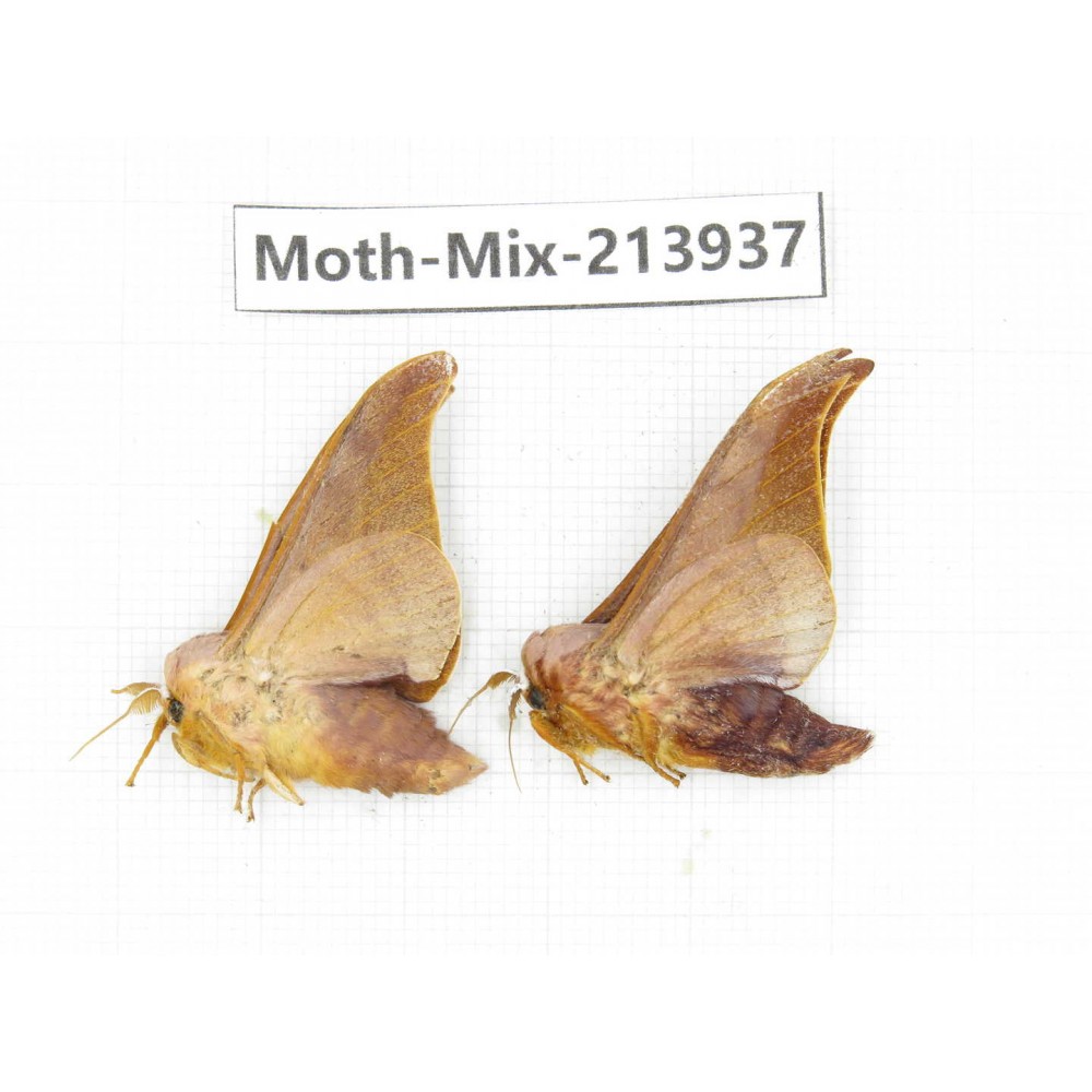 Moths sp. China, Yunnan, Zhaotong area, Yiliang county. 2Pcs. Moth-Mix-213937.