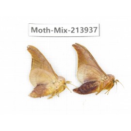 Moths sp. China, Yunnan, Zhaotong area, Yiliang county. 2Pcs. Moth-Mix-213937.