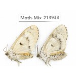 Moths sp. China, Yunnan, Zhaotong area, Yiliang county. 2Pcs. Moth-Mix-213938.