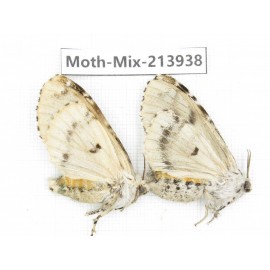 Moths sp. China, Yunnan, Zhaotong area, Yiliang county. 2Pcs. Moth-Mix-213938.