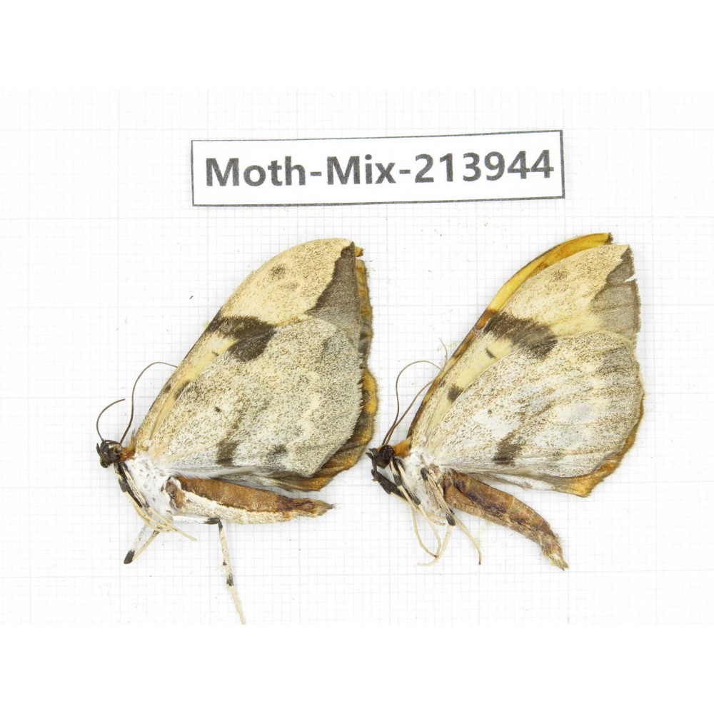 Moths sp. China, Yunnan, Zhaotong area, Yiliang county. 2Pcs. Moth-Mix-213944.
