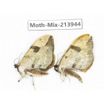 Moths sp. China, Yunnan, Zhaotong area, Yiliang county. 2Pcs. Moth-Mix-213944.