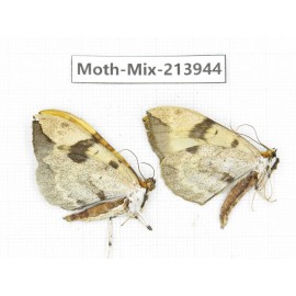Moths sp. China, Yunnan, Zhaotong area, Yiliang county. 2Pcs. Moth-Mix-213944.