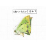 Moths sp. China, Yunnan, Zhaotong area, Yiliang county. 1Pcs. Moth-Mix-213947.