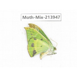 Moths sp. China, Yunnan, Zhaotong area, Yiliang county. 1Pcs. Moth-Mix-213947.