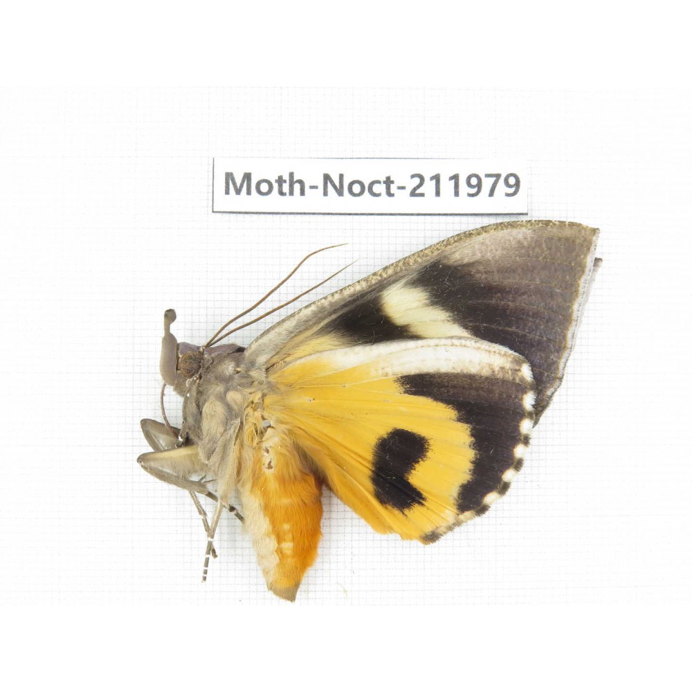 Noctuidae sp. China, Guangxi, Chongzuo, Longzhou county. 1Pcs. Moth-Noct-211979.