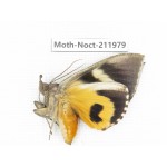 Noctuidae sp. China, Guangxi, Chongzuo, Longzhou county. 1Pcs. Moth-Noct-211979.