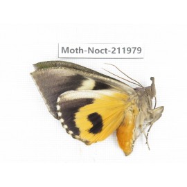 Noctuidae sp. China, Guangxi, Chongzuo, Longzhou county. 1Pcs. Moth-Noct-211979.