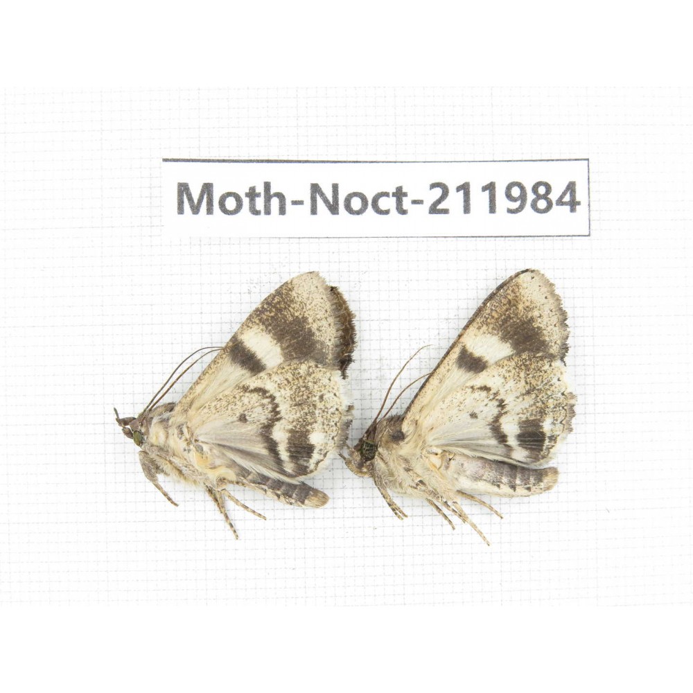 Noctuidae sp. China, Guangxi, Chongzuo, Longzhou county. 2Pcs. Moth-Noct-211984.