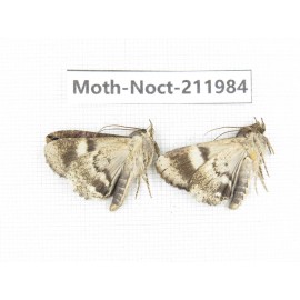Noctuidae sp. China, Guangxi, Chongzuo, Longzhou county. 2Pcs. Moth-Noct-211984.