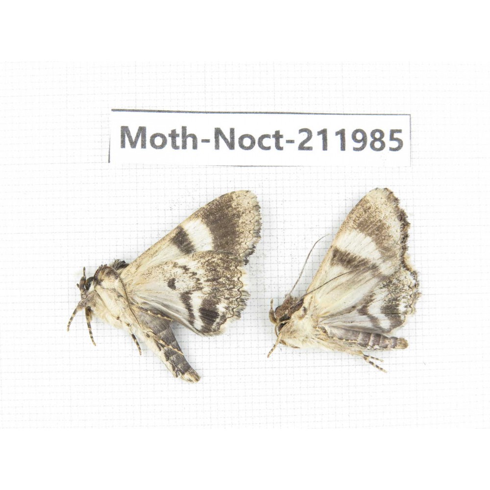 Noctuidae sp. China, Guangxi, Chongzuo, Longzhou county. 2Pcs. Moth-Noct-211985.