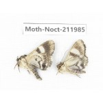 Noctuidae sp. China, Guangxi, Chongzuo, Longzhou county. 2Pcs. Moth-Noct-211985.