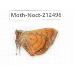 Noctuidae sp. China, Guizhou, Bijie area, Jinsha county. 1Pcs. Moth-Noct-212496.