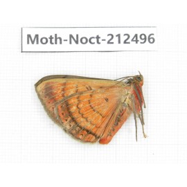 Noctuidae sp. China, Guizhou, Bijie area, Jinsha county. 1Pcs. Moth-Noct-212496.