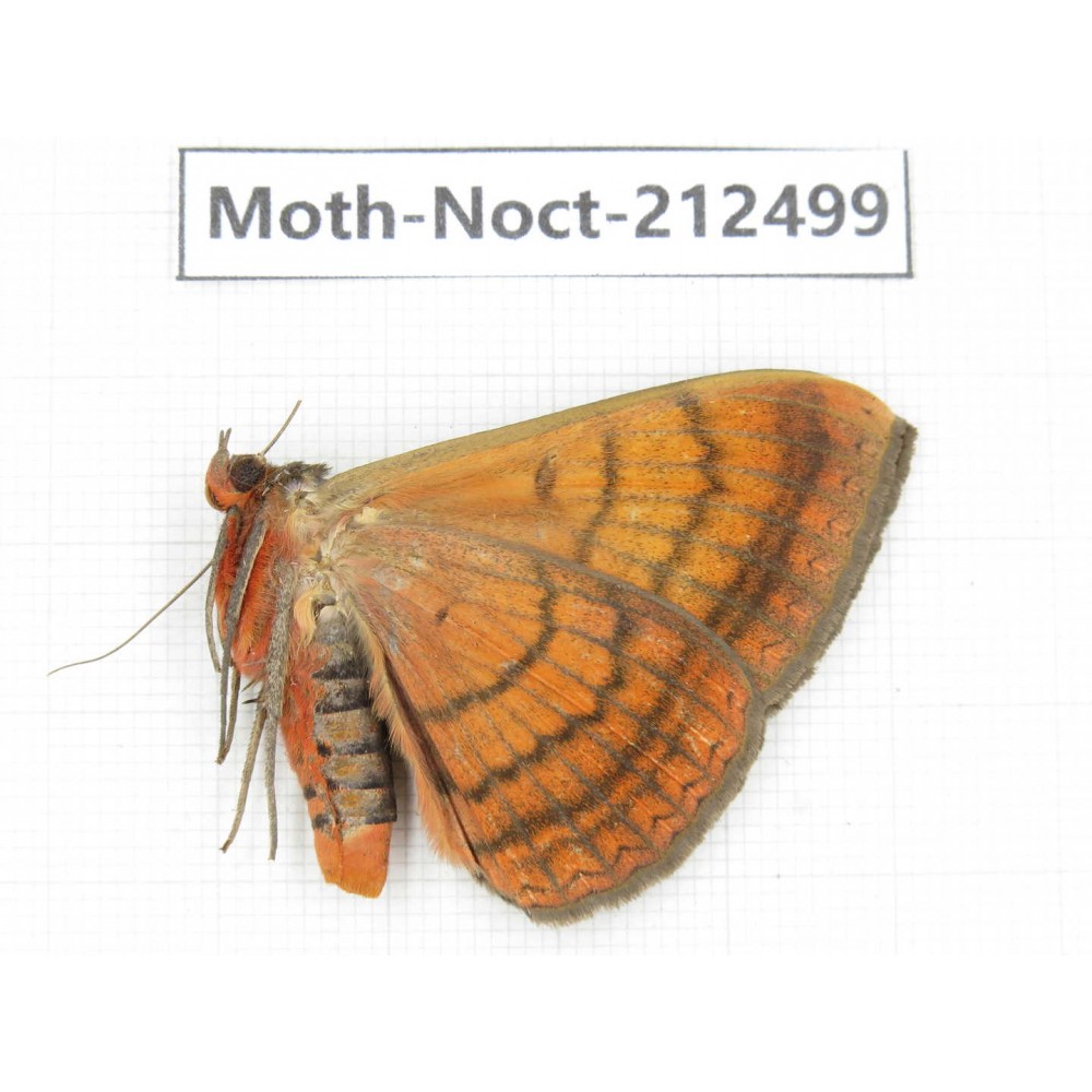 Noctuidae sp. China, Guizhou, Bijie area, Jinsha county. 1Pcs. Moth-Noct-212499.