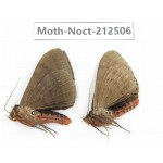 Noctuidae sp. China, Guizhou, Bijie area, Jinsha county. 2Pcs. Moth-Noct-212506.