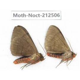 Noctuidae sp. China, Guizhou, Bijie area, Jinsha county. 2Pcs. Moth-Noct-212506.