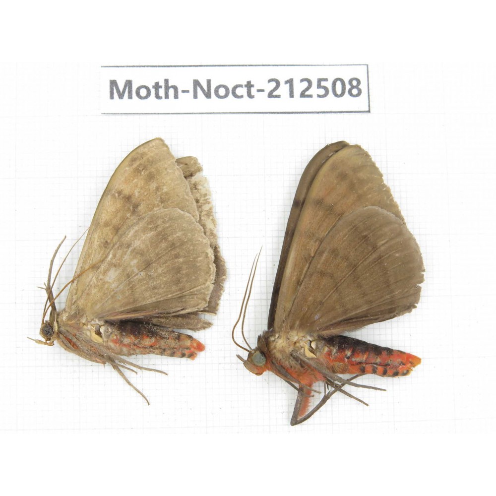 Noctuidae sp. China, Guizhou, Bijie area, Jinsha county. 2Pcs. Moth-Noct-212508.