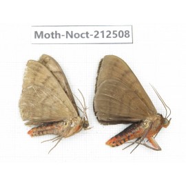 Noctuidae sp. China, Guizhou, Bijie area, Jinsha county. 2Pcs. Moth-Noct-212508.
