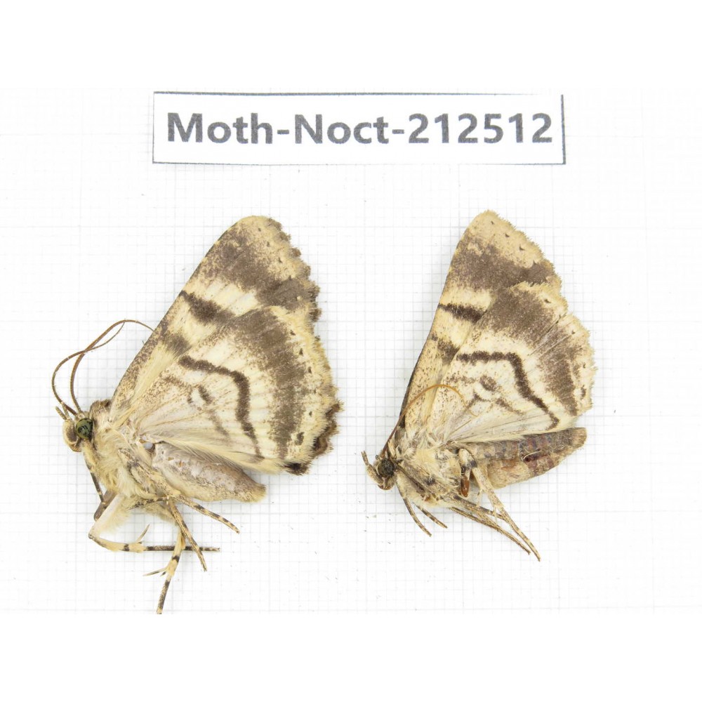 Noctuidae sp. China, Guizhou, Bijie area, Jinsha county. 2Pcs. Moth-Noct-212512.