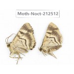 Noctuidae sp. China, Guizhou, Bijie area, Jinsha county. 2Pcs. Moth-Noct-212512.
