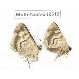 Noctuidae sp. China, Guizhou, Bijie area, Jinsha county. 2Pcs. Moth-Noct-212512.