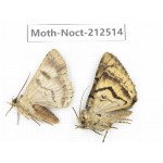 Noctuidae sp. China, Guizhou, Bijie area, Jinsha county. 2Pcs. Moth-Noct-212514.