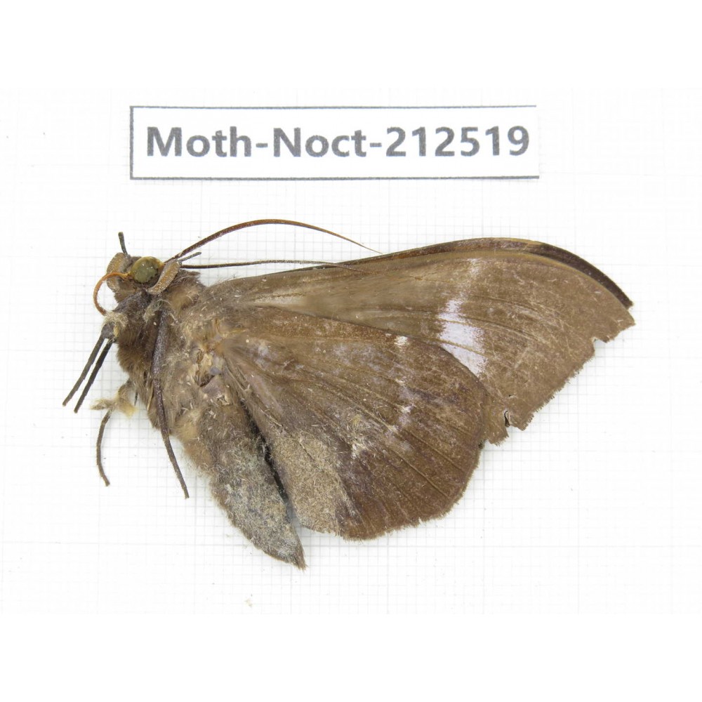 Noctuidae sp. China, Guizhou, Bijie area, Jinsha county. 1Pcs. Moth-Noct-212519.