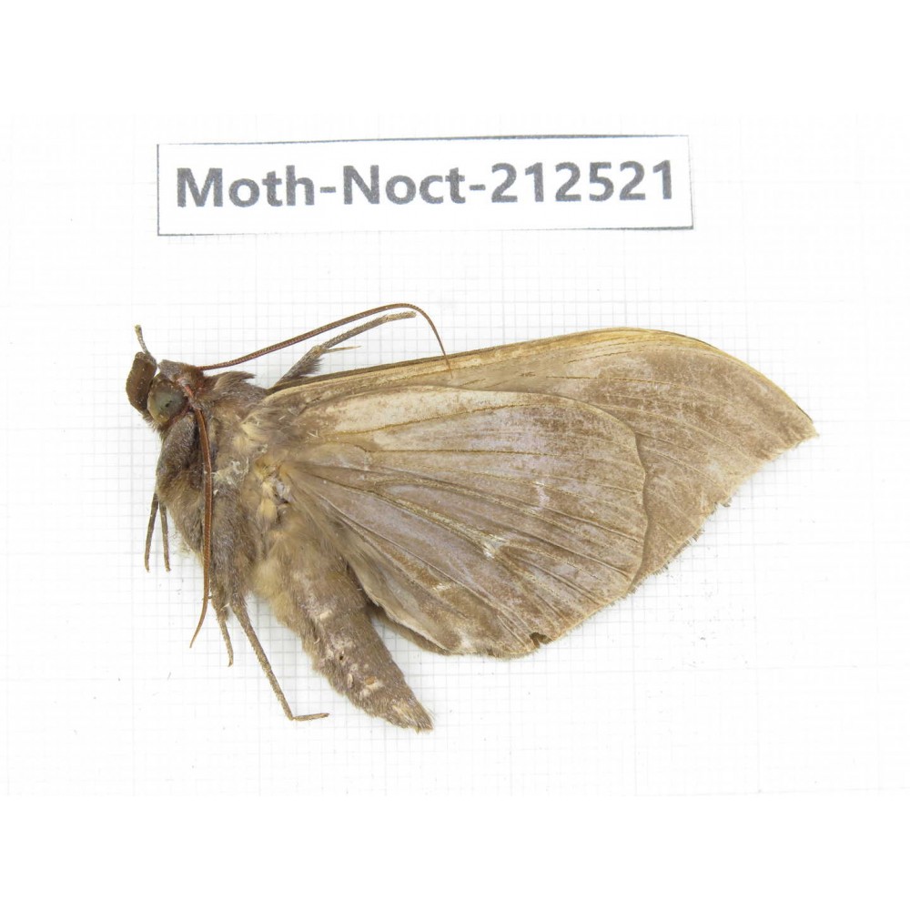 Noctuidae sp. China, Guizhou, Bijie area, Jinsha county. 1Pcs. Moth-Noct-212521.