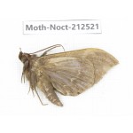 Noctuidae sp. China, Guizhou, Bijie area, Jinsha county. 1Pcs. Moth-Noct-212521.