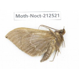 Noctuidae sp. China, Guizhou, Bijie area, Jinsha county. 1Pcs. Moth-Noct-212521.