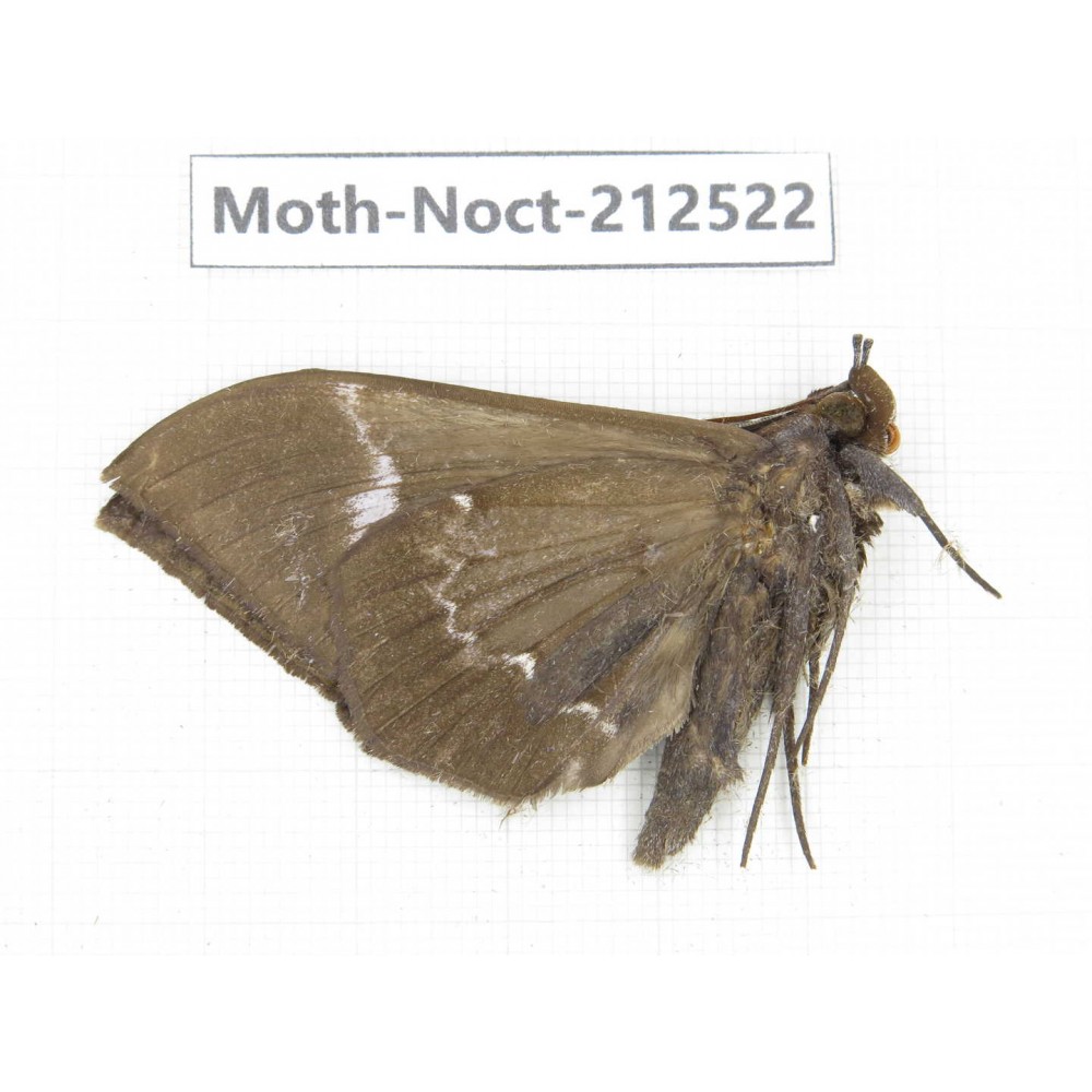 Noctuidae sp. China, Guizhou, Bijie area, Jinsha county. 1Pcs. Moth-Noct-212522.
