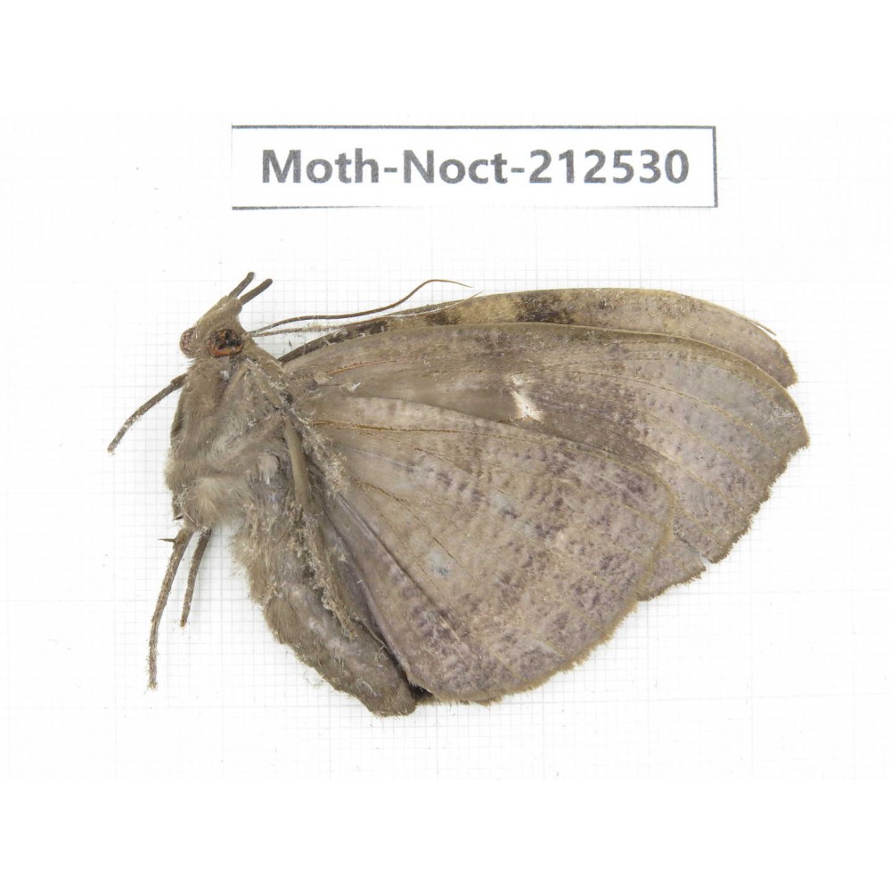 Noctuidae sp. China, Guizhou, Bijie area, Jinsha county. 1Pcs. Moth-Noct-212530.