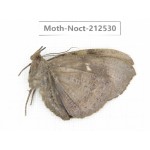 Noctuidae sp. China, Guizhou, Bijie area, Jinsha county. 1Pcs. Moth-Noct-212530.