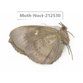 Noctuidae sp. China, Guizhou, Bijie area, Jinsha county. 1Pcs. Moth-Noct-212530.