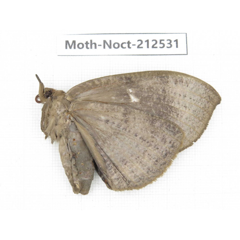 Noctuidae sp. China, Guizhou, Bijie area, Jinsha county. 1Pcs. Moth-Noct-212531.