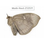 Noctuidae sp. China, Guizhou, Bijie area, Jinsha county. 1Pcs. Moth-Noct-212531.