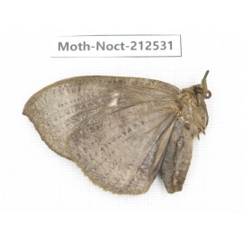 Noctuidae sp. China, Guizhou, Bijie area, Jinsha county. 1Pcs. Moth-Noct-212531.
