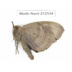 Noctuidae sp. China, Guizhou, Bijie area, Jinsha county. 1Pcs. Moth-Noct-212534.
