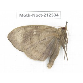 Noctuidae sp. China, Guizhou, Bijie area, Jinsha county. 1Pcs. Moth-Noct-212534.