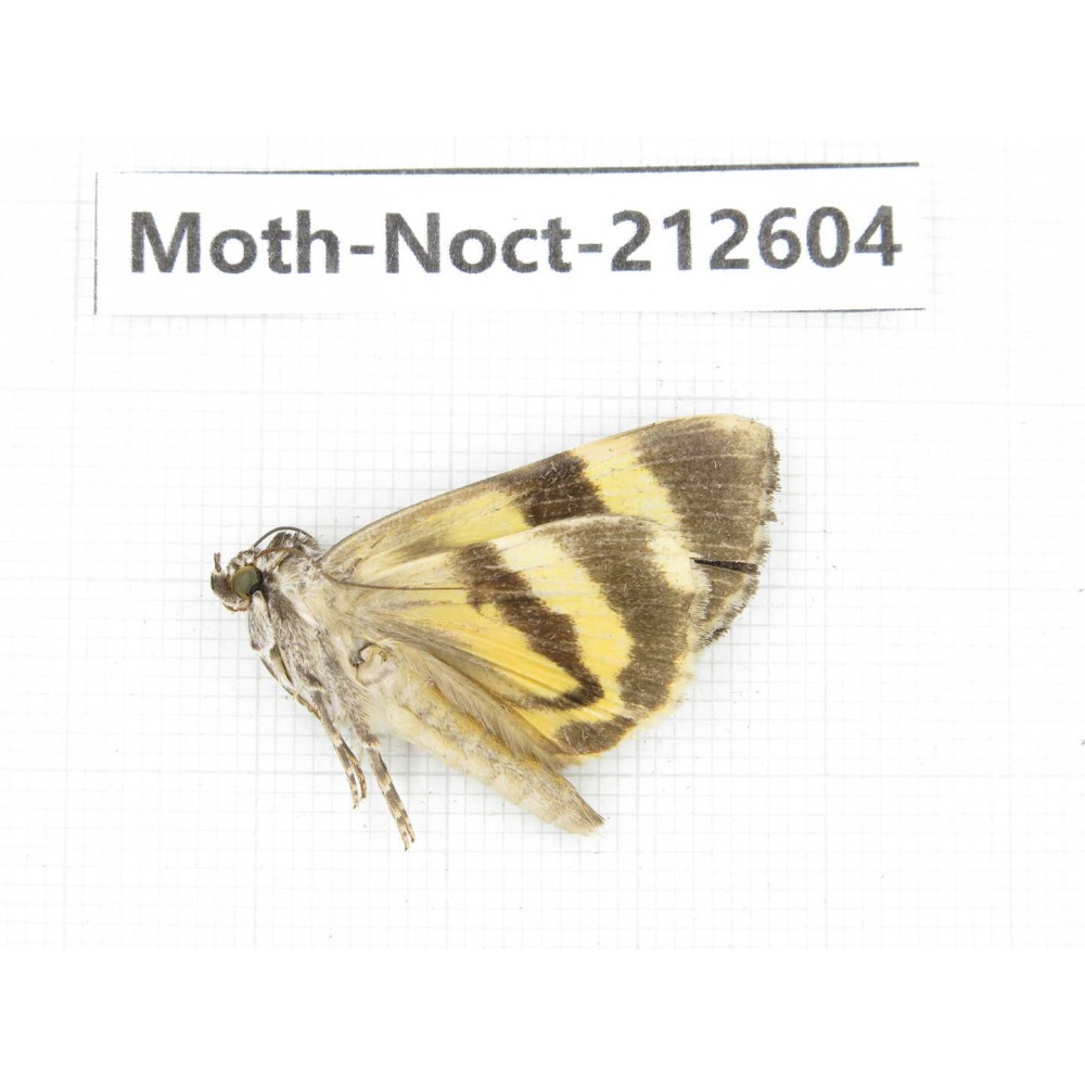 Noctuidae sp. China, Guizhou, Bijie area, Jinsha county. 1Pcs. Moth-Noct-212604.